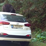 Ursul s-a urcat pe o maşină pe Transfăgărăşan (3)