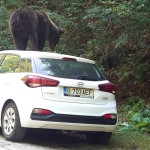 Ursul s-a urcat pe o maşină pe Transfăgărăşan (4)