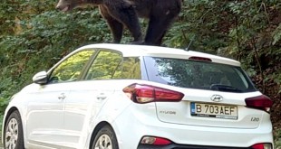 Ursul s-a urcat pe o maşină pe Transfăgărăşan (5)