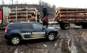 Amenzi usturătoare aplicate unor firme forestiere