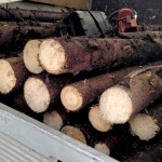 Maşini încărcate cu lemne depistate de jandarmi (3)
