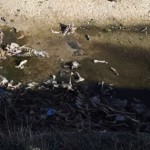 Resturi de animale aruncate în albia râului (1)