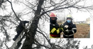 Motan salvat de pompieri (2)