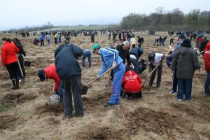 Plantări la Mioveni