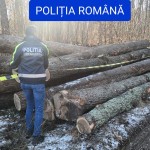 Dosar penal pentru lemne (4)