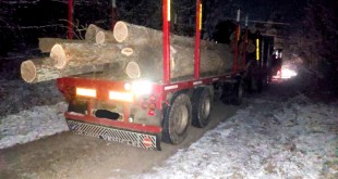 transport ilegal de lemn (2)