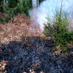 incendiu de vegetație (4)