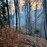 incendiu de vegetație (6)
