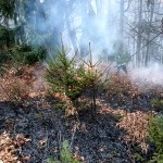 incendiu de vegetație (8)