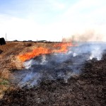 incendii de vegetație uscată (1)
