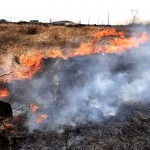 incendii de vegetație uscată (8)