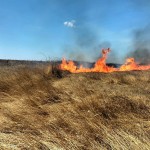 incendii de vegetație uscată (9)