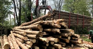 lemnele confiscate