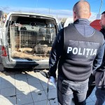 Acțiune a polițiștilor în târguri de animale (4)