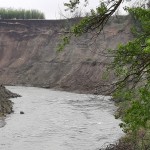 Mioara blocată în albia râului Argeș, salvată de pompieri (2)