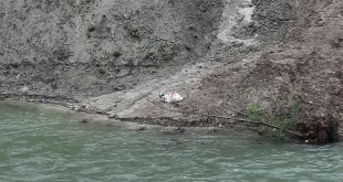 Mioara blocată în albia râului Argeș, salvată de pompieri
