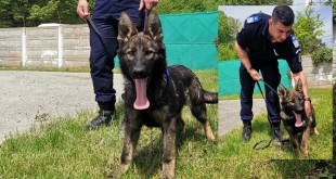echipei canine a Jandarmeriei Argeșene
