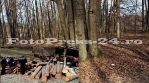 furau lemne din pădure