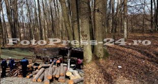 furau lemne din pădure