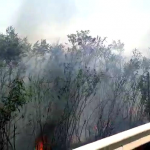 Incendiu vegetația uscată pe A1 (4)