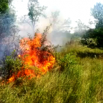 incendiu de vegetație uscată (1)
