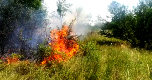 incendiu de vegetație uscată (1)