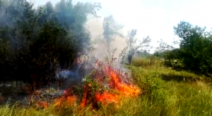 incendiu de vegetație uscată (3)