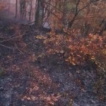 incendiile de vegetație (1)