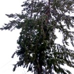 Stâlpi și copaci căzuți la pământ, în Argeș (4)