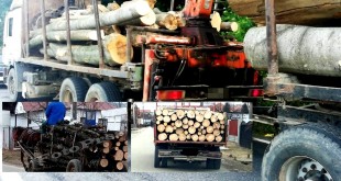 Transporta-material-lemnos-faradocumente-legale (1)