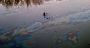 300 de litri de deșeuri petroliere pe râul Argeș (3)