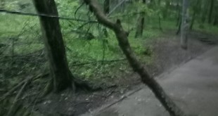Copac căzut pe cablurile electrice în parcul Trivale