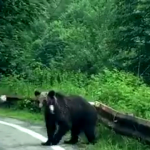 Filmat când arunca cu sticla în urs (8)