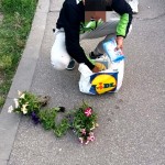 furt de flori (1)