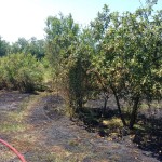 Costești - Incendiu la o construcție (3)