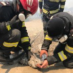 Pompierii români au început intervențiile în insula Rodos (11)
