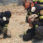 Pompierii români au început intervențiile în insula Rodos (6)