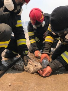 Pompierii români au început intervențiile în insula Rodos (8)