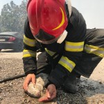 Pompierii români au început intervențiile în insula Rodos (9)