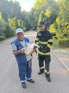 Un pui de barză a fost salvat de pompierii argeșeni