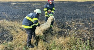 Animal captiv într-un incendiu violent la granița dintre localitățile Albota și Bradu (1)