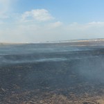 Animal captiv într-un incendiu violent la granița dintre localitățile Albota și Bradu (2)