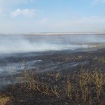 Animal captiv într-un incendiu violent la granița dintre localitățile Albota și Bradu (5)