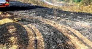 Incendiu de vegetație din localitatea Mihăești (1)