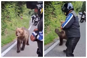 Ursul s-a dat la motociclist