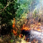 incendiu vegetatie arges (4)