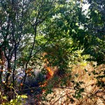 incendiu vegetatie arges (7)