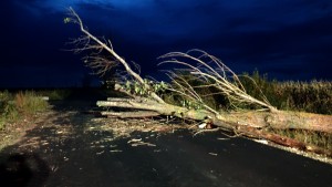 Copac căzut pe carosabil între Costești și Pădureți