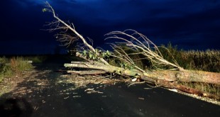 Copac căzut pe carosabil între Costești și Pădureți