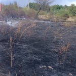 Incendiu de vegetația uscată (2)